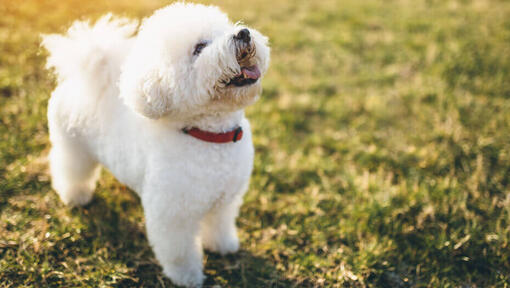 Little fluff ball dogs best sale